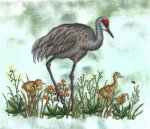 (image for) Sandhills